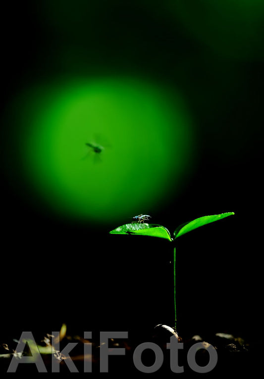 「サムサーラ」　－メッセージ－